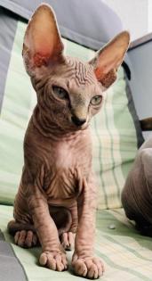 Sphynx-Kitten