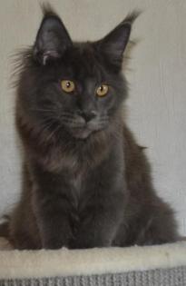 Reinrassige Maine Coon in blue und black