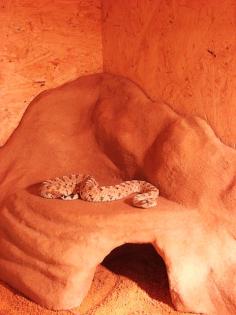 1. 0 Crotalus cerastes cerastes