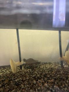 Aquarium mit kompletten Zubehör