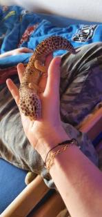 Leopardengecko Familie sucht neue und gemütliche zuhause