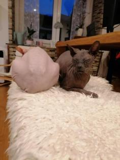 Zwei wunderschöne Sphynx Kater