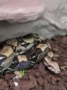 Boa constrictor Imperator 0. 1