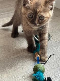 Katzen katze