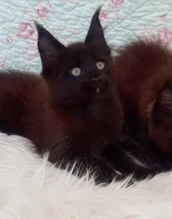 . Tolle Maine Coon kitten mit Stammbaum Black smoke .