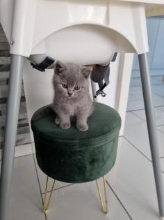 Kitten ab Oktober abzugeben