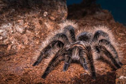 Brachypelma Albopilosum