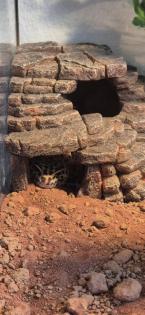 Leopardengecko in Terrarium inkl. üppigen Zubehör