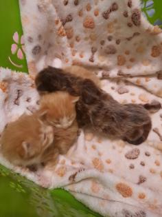 Maine Coon Kitten ab der 12 Woche
