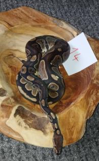 Mehrere Königspythons Regius abzugeben in Soest/Nrw