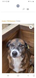 Tolle Welpen, Junghunde Hundesenioren