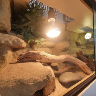 Bartagame inkl. Terrarium abzugeben