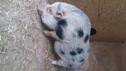 Minischwein Eber sucht dringend neues Zuhause