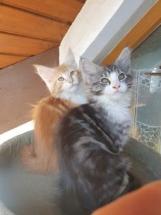 Prächtige Maine Coon Kitten