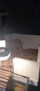 Wasserschildkröten mit allem was man braucht
