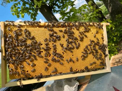 Biete Carnica Bienenvölker auf Zander