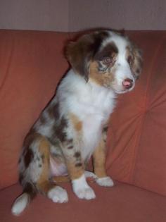 Natural S Elly Mae sucht noch eine liebe Familie