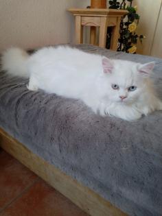 Traumhaft schöner schneeweißer Perserkater mit Nase