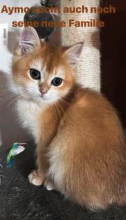 Abgabebereit 2 BKH Kitten Golden Shell mit Stammbaum