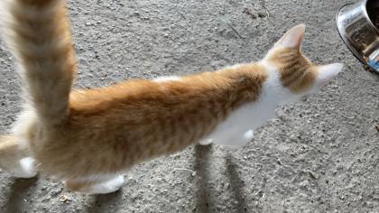 2 süße Katzenbabys abzugeben