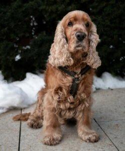 BENNY BUB - männlich 9 Jahre 45 cm 16 kg Cocker-Spaniel Gechipt