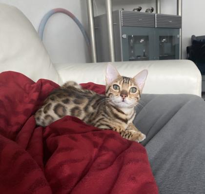 Bengalkatze sucht dringend neues Zuhause