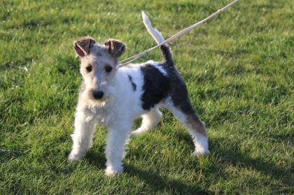 Drahthaar Foxterrier Welpen.