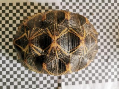 Geochelone Radiata 0. 4 weibchen