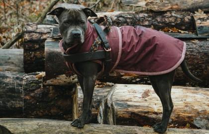 Ganz tolle Familienhündin, American Bully -Mix