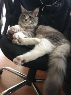 Maine Coon Deckkater Ragnar