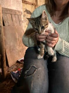 Katzenbabys 12 Wochen