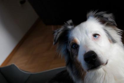 Yukon - Australien Shepherd-
