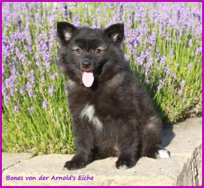 Großspitzhündinnenwelpen darkwolfsable, 06331258619