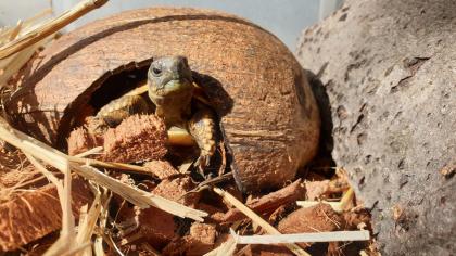 Griechische Landschildkröten