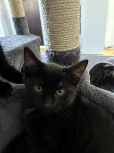 BKH/EKH Mix Kitten suchen ein zuhause