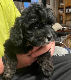 CAVALIER KING CHARLES PUDEL WELPEN