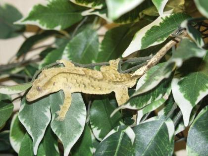 Kronengeckos - Rhacodactylus ciliatus NZ 2021 abzugeben