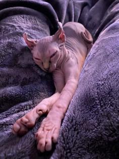 Sphynx Elf Katze Canadian Sphynx