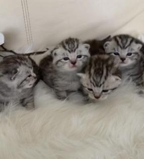 BKH- WHISKAS KITTEN