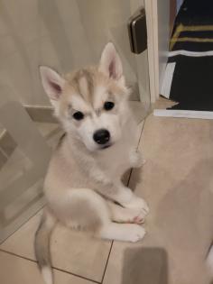 Reinrassige Sibirien Husky