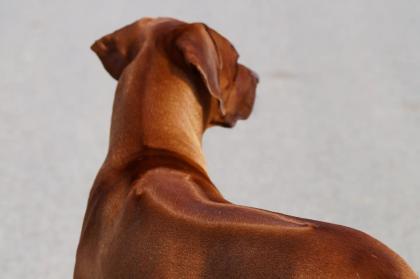 Rhodesian Ridgeback Deckrüde Livernose