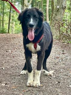 Junger Landseer -Mix, wird groß
