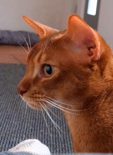 Charmanter reinrassiger 12 Monate alter Abessinier Kater mit Abstammungsurkunde