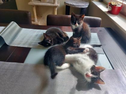Süße BKH Kitten fast abgabebereit