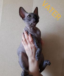 Canadische, Kanadische Sphynx Kitten mit Stammbaum