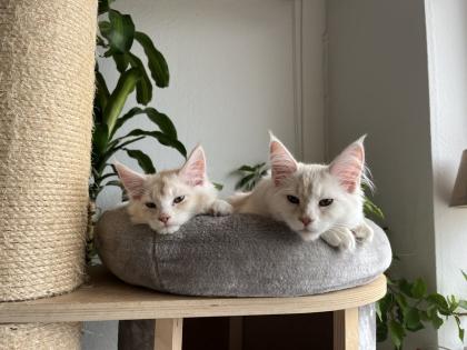 Maine Coon Kitten black silver torbie und red silver sehr hell mit Stammbaum