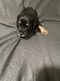 Beagle Cocker Spaniel Welpen