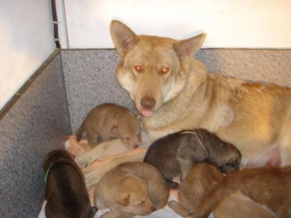 Traumhafte Saarloos Wolfhond Welpen