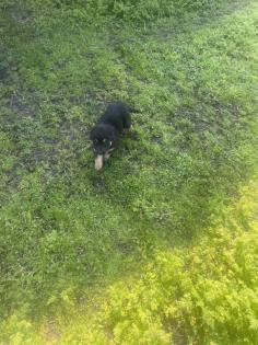 Schäferhund Mix Welpen zu verkaufen,