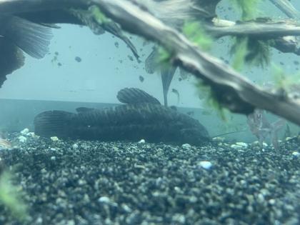Diskusfische / Aquariumauflösung